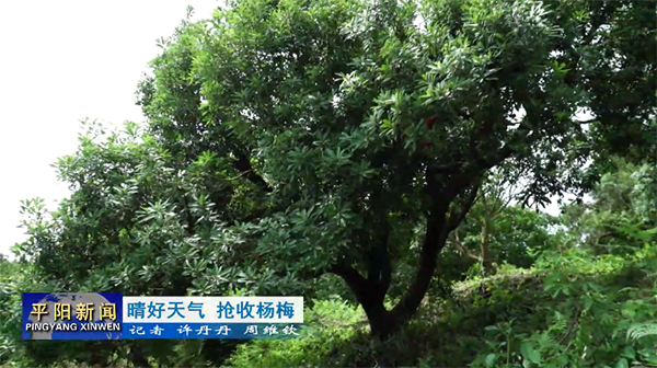 晴好天氣 搶收楊梅