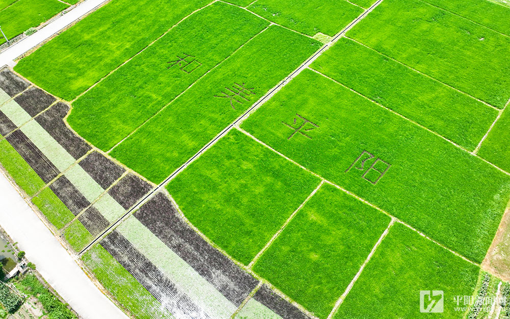 彩色水稻扮靚鄉(xiāng)村