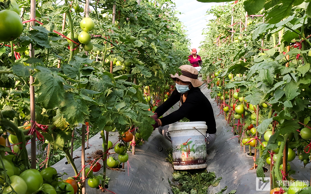 頭茬番茄開始采摘