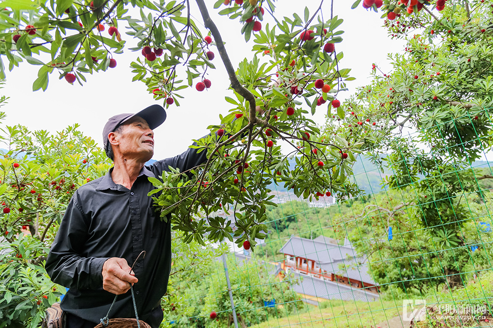 楊梅熟紅上市 夏日甜蜜滿枝頭